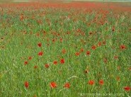 Terrain Pierrefitte Sur Seine