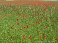 Terrain Sartrouville